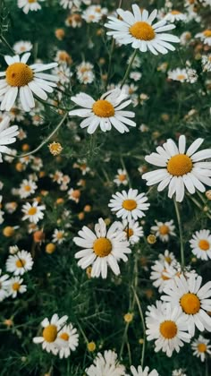 white and yellow daisies are growing in the field