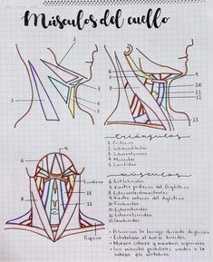 the diagram shows how muscles are attached to each other, and what they look like