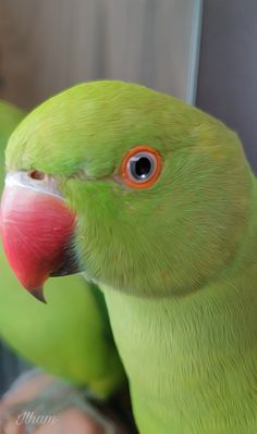 a close up of a green parrot with an orange beak and red eye looking at the camera