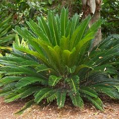 a large green plant sitting in the middle of a forest