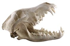 an animal skull with teeth on white background