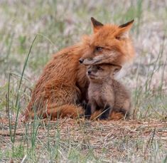 a baby fox is sitting in the grass with it's head on its mother's back