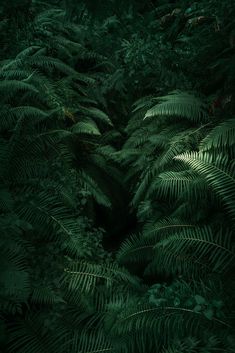 green ferns are growing in the dark forest, and it is hard to tell what they are