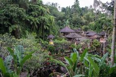 a lush green forest filled with lots of trees and houses on top of the hill