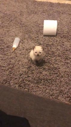 a small white kitten sitting on top of a carpet next to a roll of toilet paper