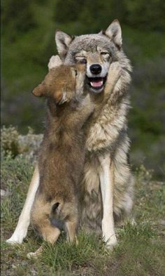 two wolfs playing with each other in the grass