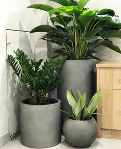 three potted plants sitting next to each other