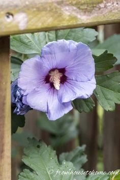 a purple flower sitting on top of a green leafy plant next to a wooden fence