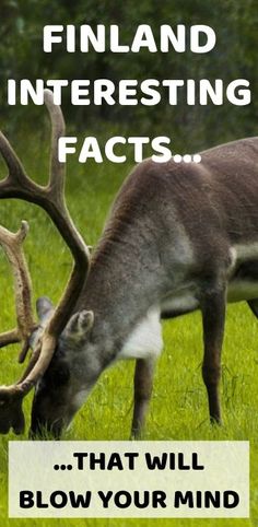 a deer eating grass with the words finland interesting fact that will blow your mind out