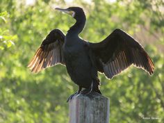 a black bird with its wings spread sitting on top of a pole in front of trees