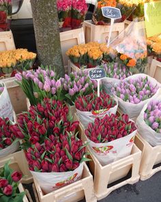 many different types of tulips in baskets for sale