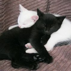 two black and white cats cuddle together on a bed