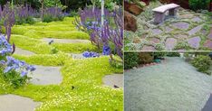 three pictures of different types of plants and flowers in the same area, one with bluebells