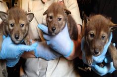 three puppies are being held in blue gloves and their mother is holding them up