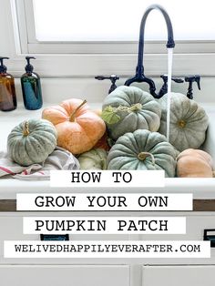 several pumpkins sitting in a kitchen sink with the words how to grow your own pumpkin patch