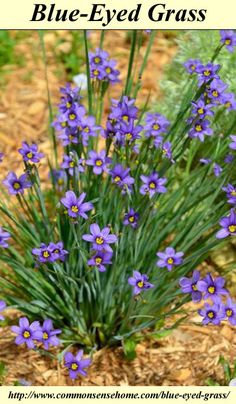 blue - eyed grass with purple flowers in the foreground