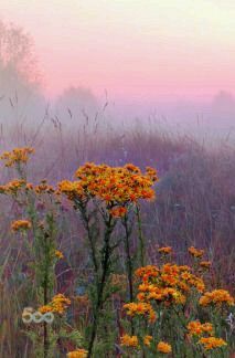 a field with yellow flowers and fog in the background