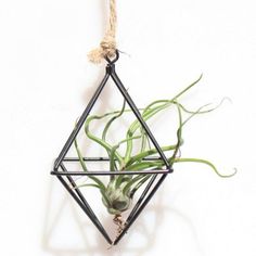 an air plant hanging from a wire on a white wall with a black triangle shaped frame