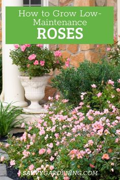 pink flowers growing in front of a house with text overlay how to grow low maintenance roses