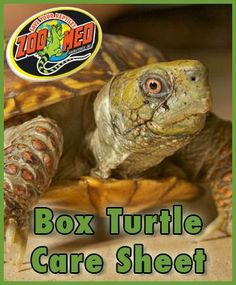 a close up of a turtle with the words box turtle care sheet in front of it