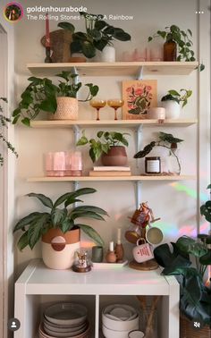 a shelf filled with potted plants and plates