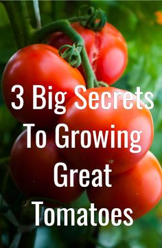 tomatoes growing on a plant with the words 3 big secrets to growing great tomatoes