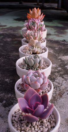 there are many different types of succulents in the planters on the ground