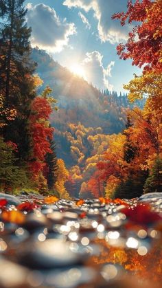 the sun shines brightly through the trees in autumn