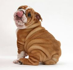 a small brown and white dog sitting on top of a white floor with its tongue hanging out