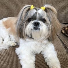 a white and gray dog laying on top of a couch