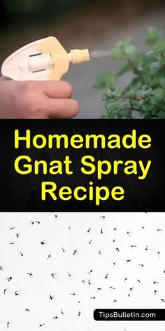 homemade gnat spray recipe with text overlay