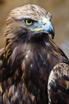 a close up of a bird of prey