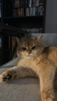 a cat laying on the floor in front of a book shelf