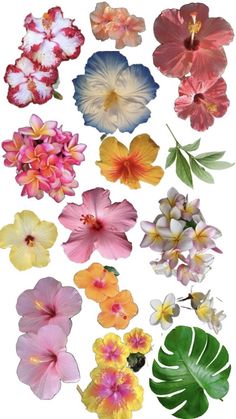 many different types of flowers and leaves on a white background, including pink, red, yellow