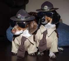 two small dogs dressed in uniforms and hats