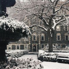 a snowy day in front of a large building with trees and bushes covered in snow