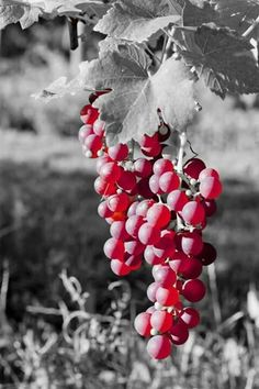 some red grapes hanging from a vine in black and white photograph with color added to it