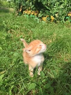 an orange and white kitten standing in the grass