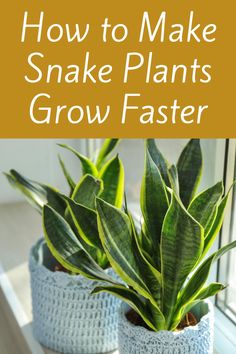 two crocheted pots with plants in them and the words how to make snake plants grow faster