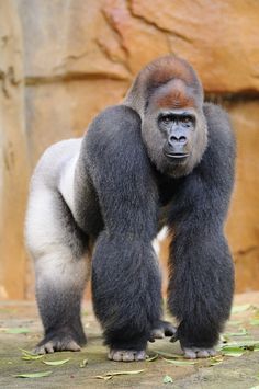 a gorilla standing in front of a rock wall