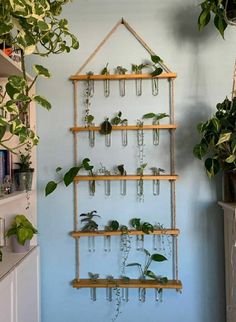 a house plant hanging on a wall in a room with blue walls and potted plants