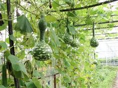 an outdoor greenhouse with lots of green plants growing on the vine and hanging from the ceiling