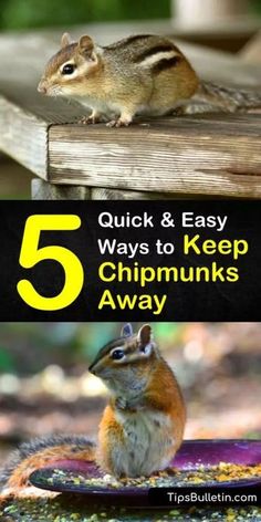 Chipmunk Trap, Deer Food, Household Pests, Natural Mosquito Repellant