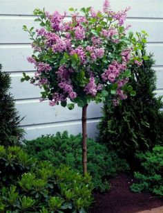 a bush with purple flowers in front of a house