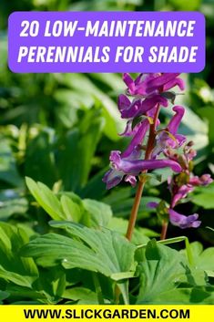 purple flowers with the words 20 low maintenance perennials for shade