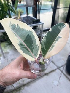 a person holding up a plant in a glass vase with water and leaves on it