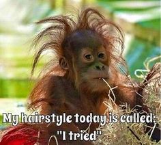 an orangutan sitting in the grass with its hair blown back and saying, my hairstyle today is called i tried