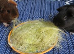 two small hamsters are eating grass from a plate on the floor with blue and white carpet