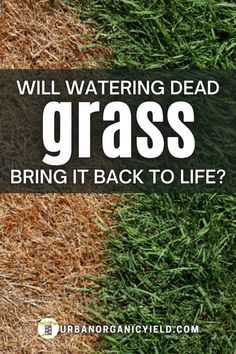 grass with the words will watering dead grass bring it back to life? on top