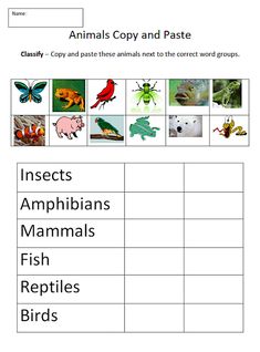 animals and insects worksheet for kids to learn with pictures on the back ground